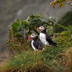 Afbeelding › Karel De Kyvere